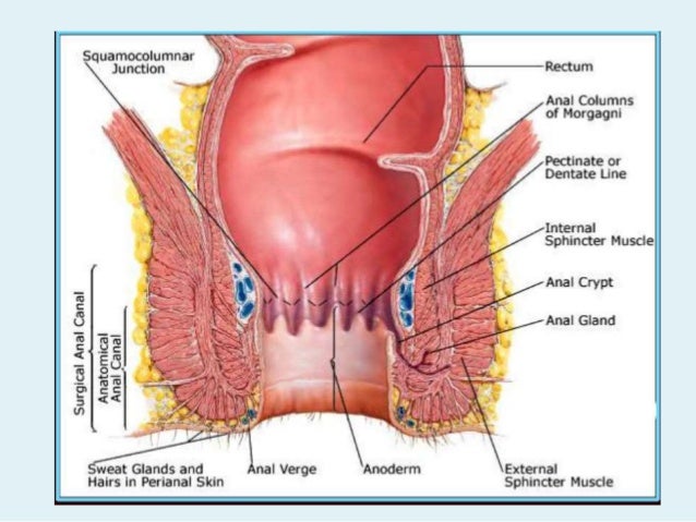 Anal sphincter muscles abnormalities photo 408